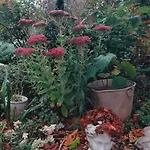 Jardin Du Chay *